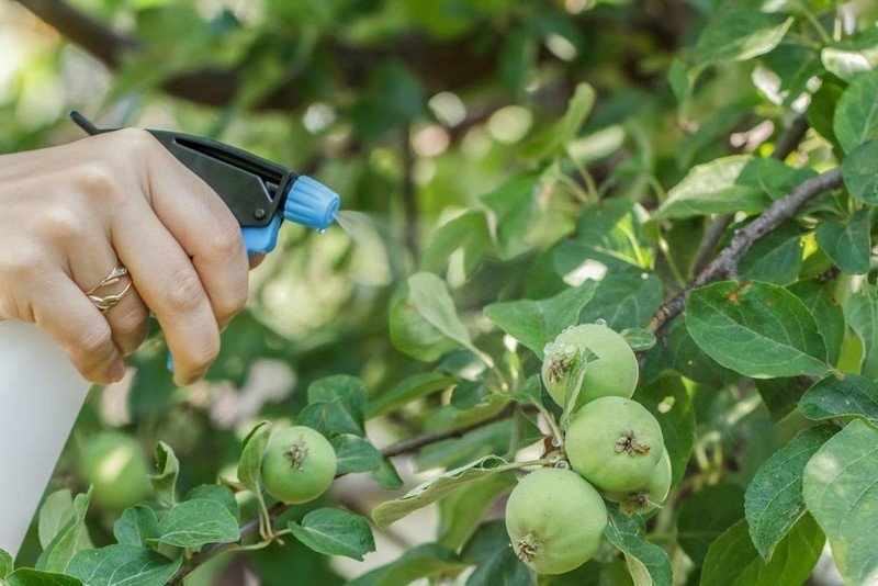 Обработка яблоневых садов на промышленной основе