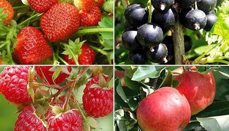 Плодово ягодные культуры