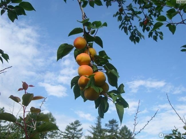 Абрикос оранж эрли дерево