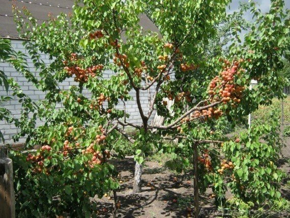 Деревья черешня абрикос алыча сад