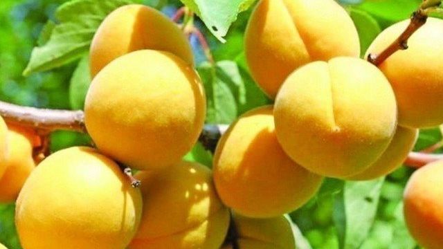 Описание Кичигинского абрикоса