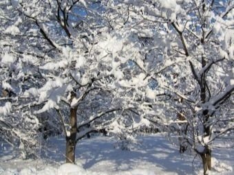 Деревья в саду зимой