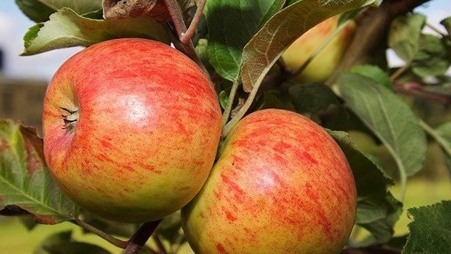 Где посадить яблони с грушами