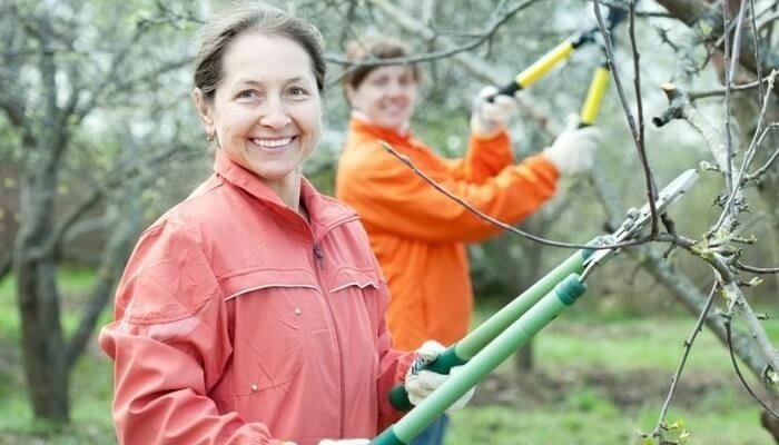 Женщины обрезают ветви деревьев