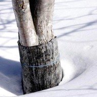 Утаптывать снег вокруг деревьев