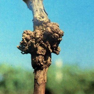 Agrobacterium tumefaciens на винограде