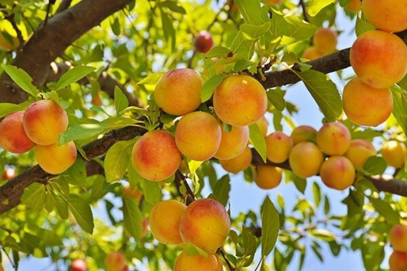 Саженцы абрикос манитоба