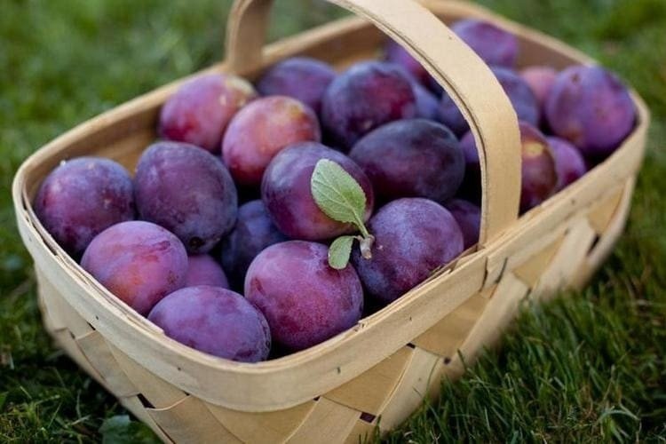 Слива сорт fresh plums