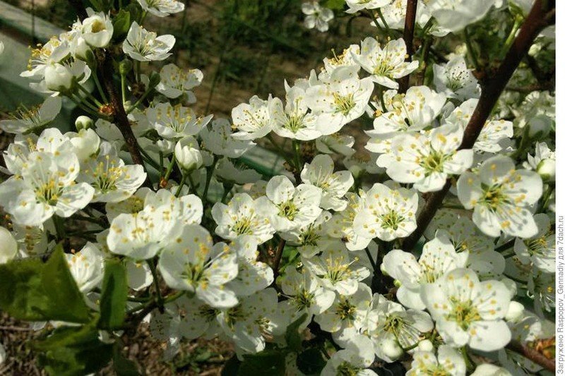 Слива сибирская цветение