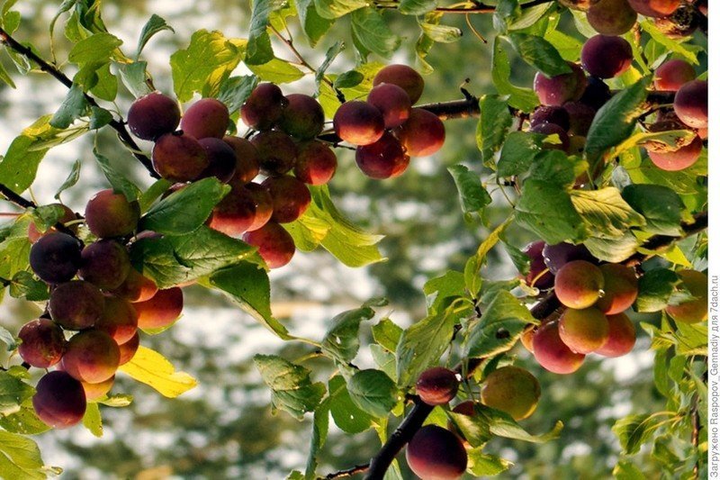 Яблоня декоративная недзвецкого плоды