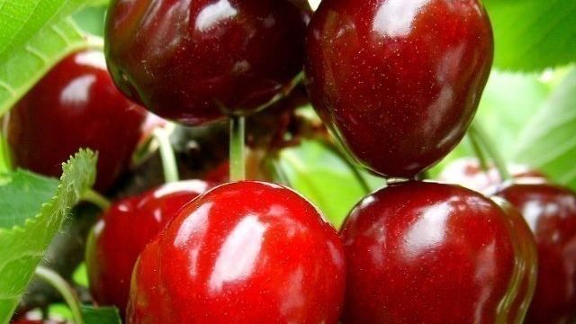 Агротехника выращивания вишни Изобильная