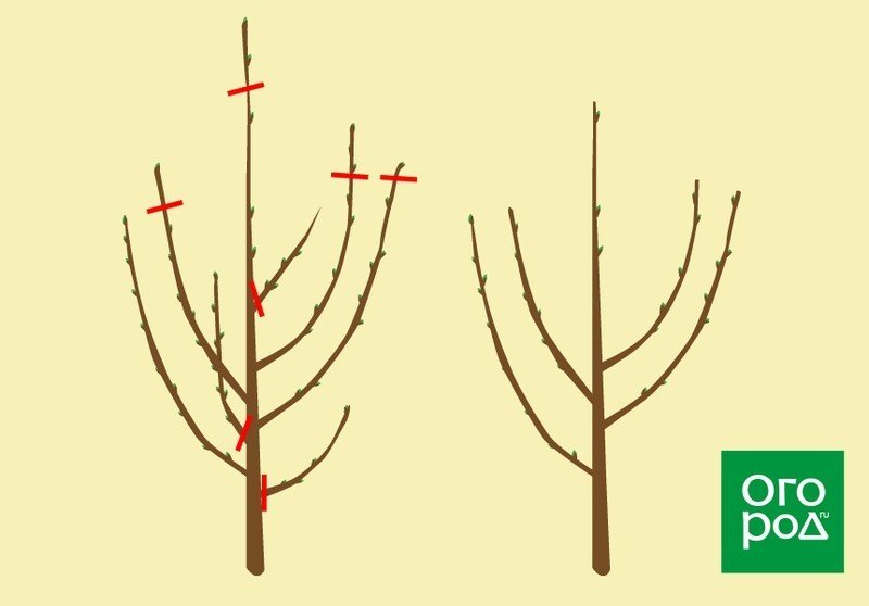 Схема обрезки саженцев яблони