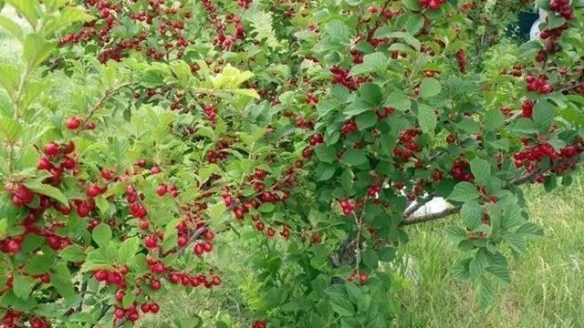 Войлочная вишня – как правильно посадить, ухаживать и размножить, возможные заболевания и вредители