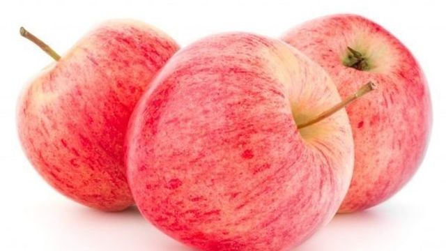 Болотовское яблоня описание