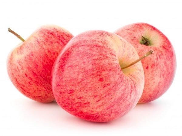 Сортовое описание яблони Болотовское