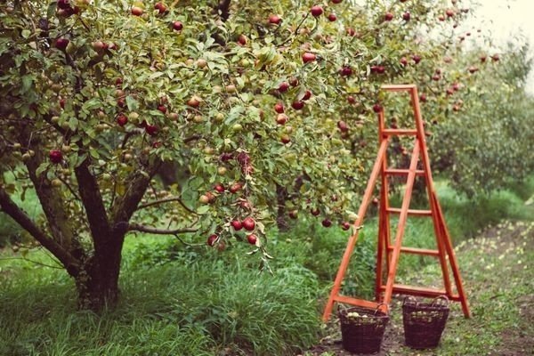 Яблони - одни из самых высоких деревьев в саду