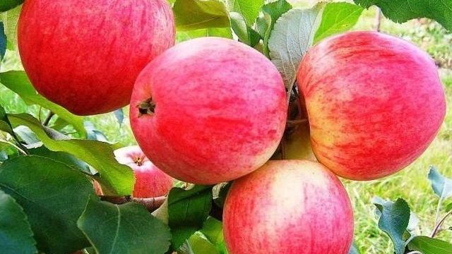 Описание и характеристики яблони сорта Мечта, посадка, выращивание и уход