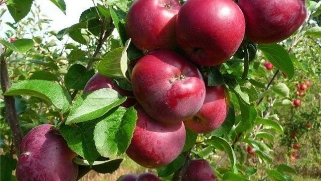 Подробное описание сорта яблок Спартан