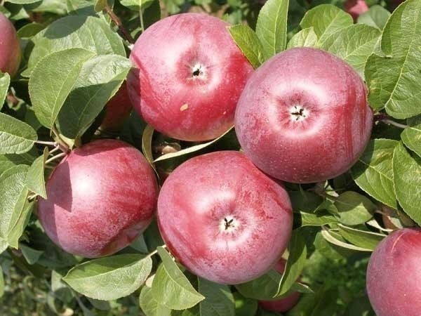 Выращивая сорт яблок