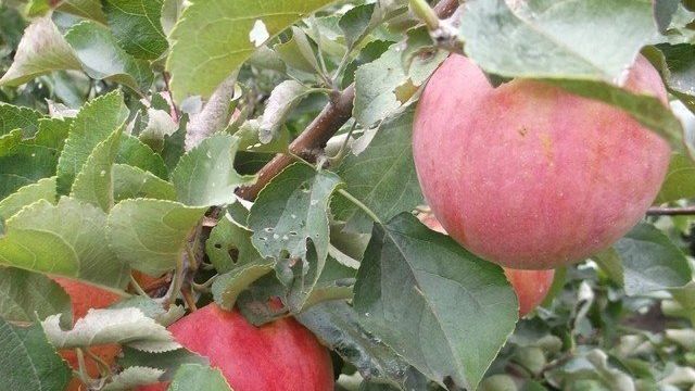 Яблоня “Жигулевское”: особенности выращивания и уход в Подмосковье