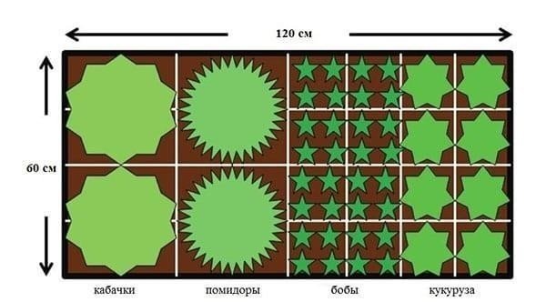 Схема посадки капусты в открытый грунт