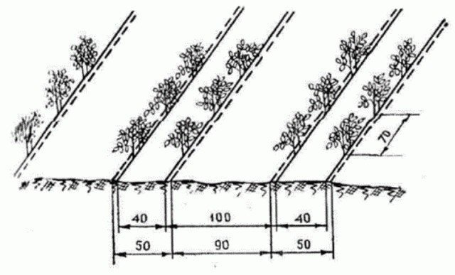 Схема посадки ремонтантной малины в теплице