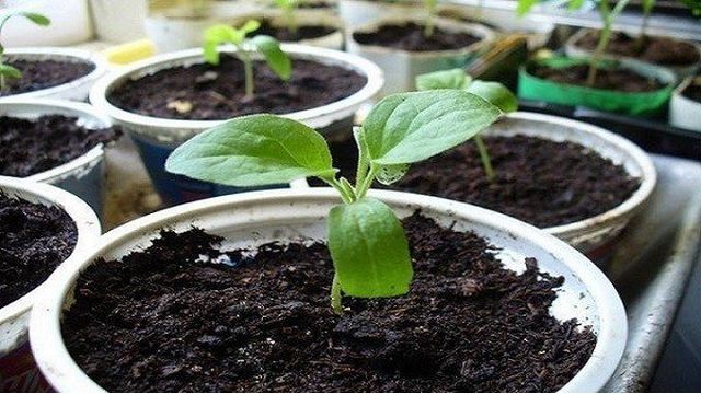 Как выращивать рассаду баклажан в домашних условиях