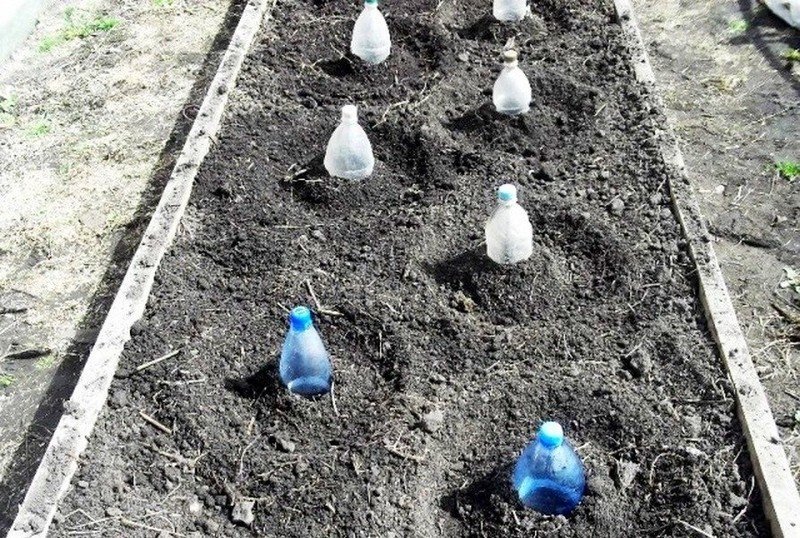 Посадка капусты под пластиковые бутылки в открытый грунт