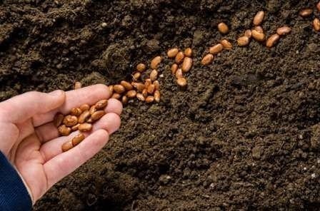 Подготовка почвы к посеву семян