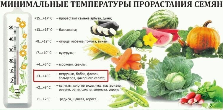 Сроки хранения семян овощных культур таблица