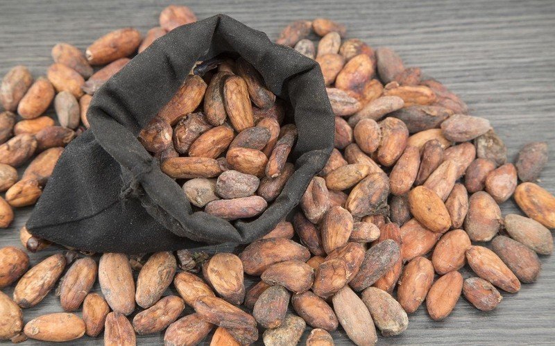 Какао бобы сорт форастеро