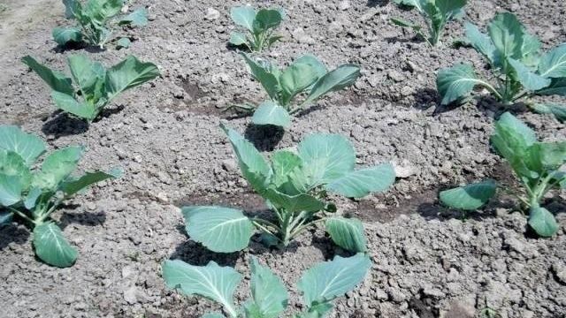 Как правильно сажать капусту в открытый грунт рассадой
