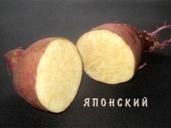 Сладкий картофель батат