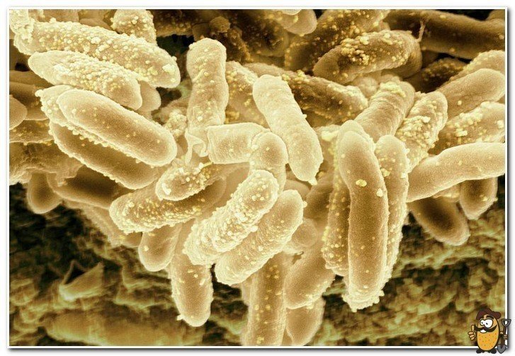 Escherichia coli микробиология