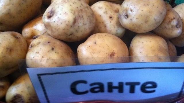 Характеристика и описание сорта картофеля «Санте»