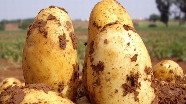 Характеристика сорта картофеля Уладар