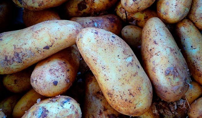 Сорт картофеля наяда