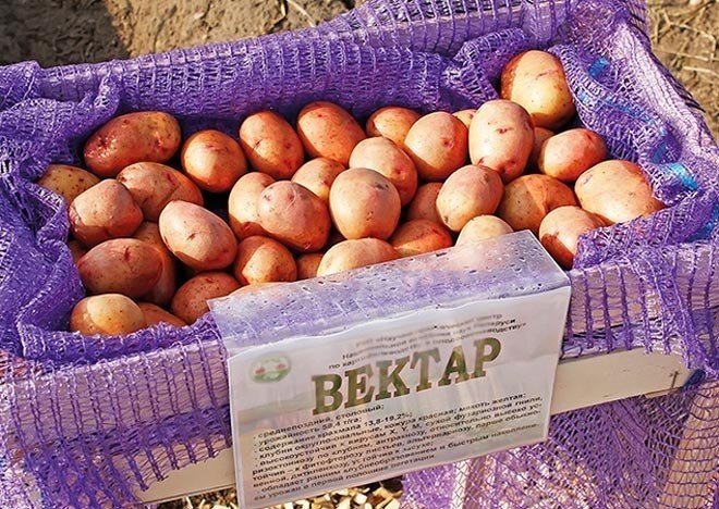 Вектар белорусский сорт картофеля