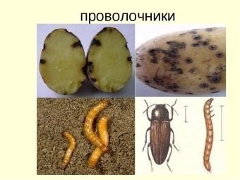 Картофельный жук проволочник