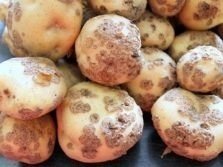 Обыкновенная парша картофеля