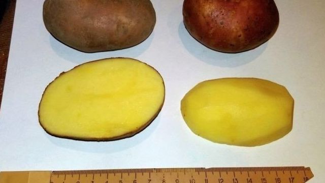 Картофель «Вектор»: характеристика, уход и выращивание