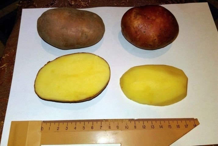 Сорт картофеля бриз