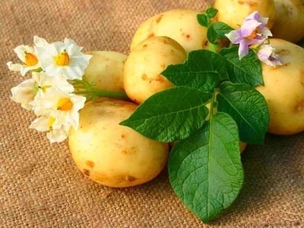 Семенной картофель