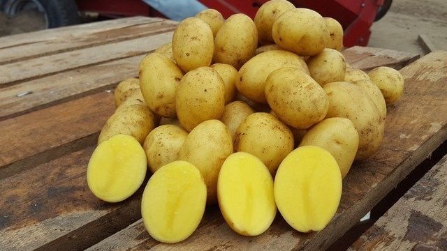 Сорт картофеля Венди: отзывы и характеристика