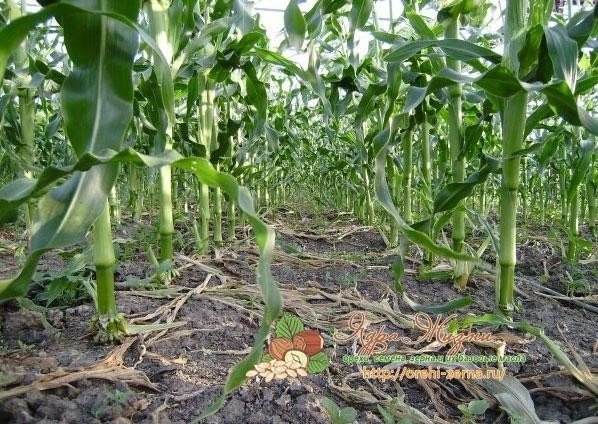 Окучивание кукурузы