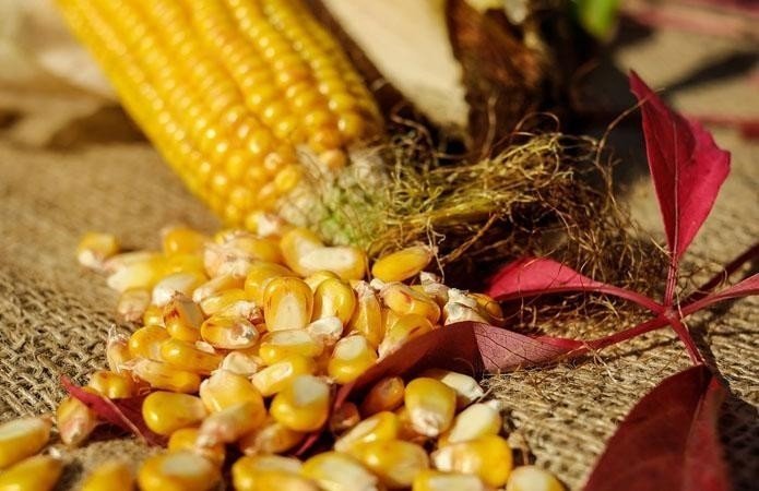Зерна в початке кукурузы