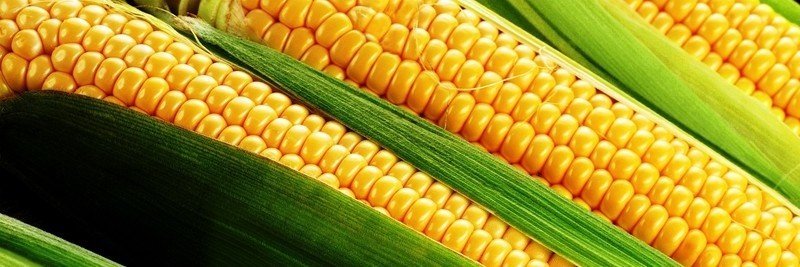 Кукуруза в початках кормовая