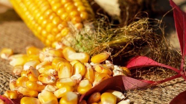Лучшие сорта кукурузы для средней полосы России