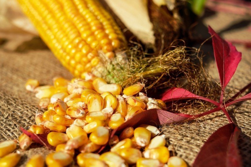 Зерна в початке кукурузы