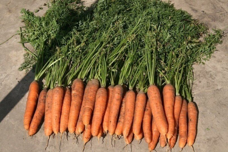 Самовыкапывающаяся морковь сорт